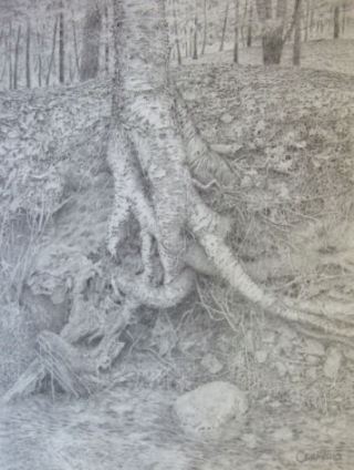 Cranberry Meadow Pond Trail II