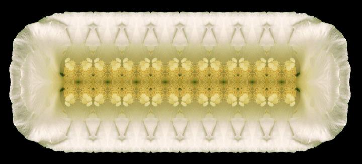 The Nave of the Hibiscus Cathedral