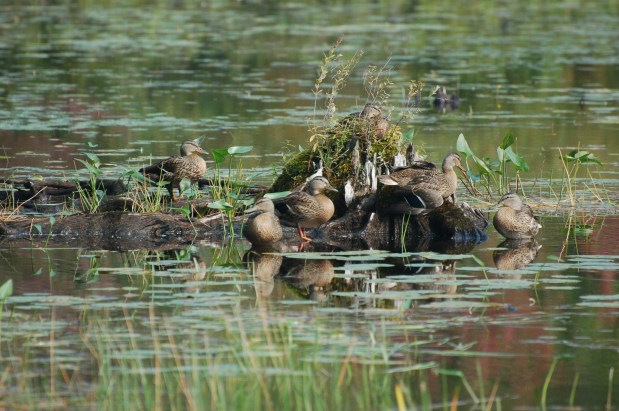 Photograph by Eric Poor