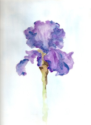 Iris by Barbara Bald