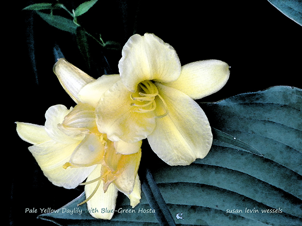 Photograph by Susan Levin Wessels