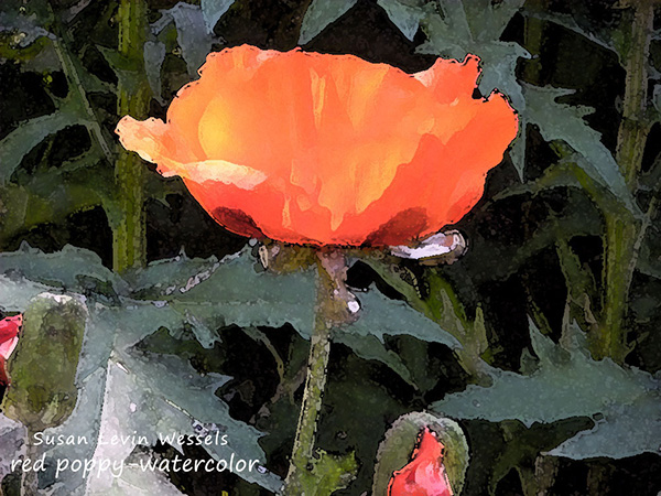 Photograph by Susan Levin Wessels