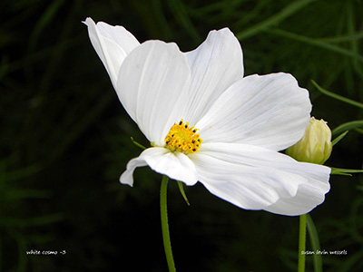 Photograph by Susan Levin Wessels