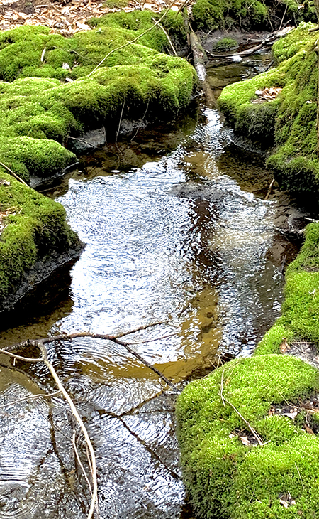 Mossy Creek, Photograph by Jesseca P. Timmons